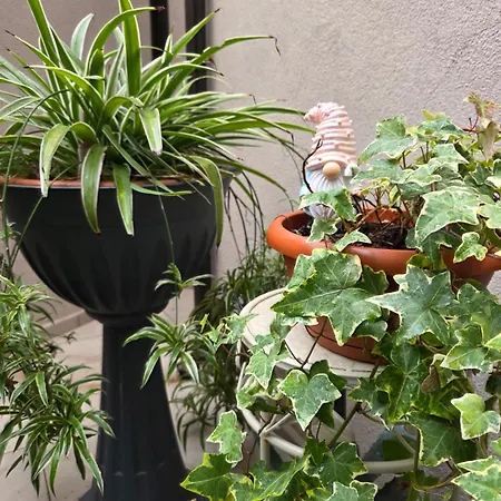 Апартаменты Teodorico *