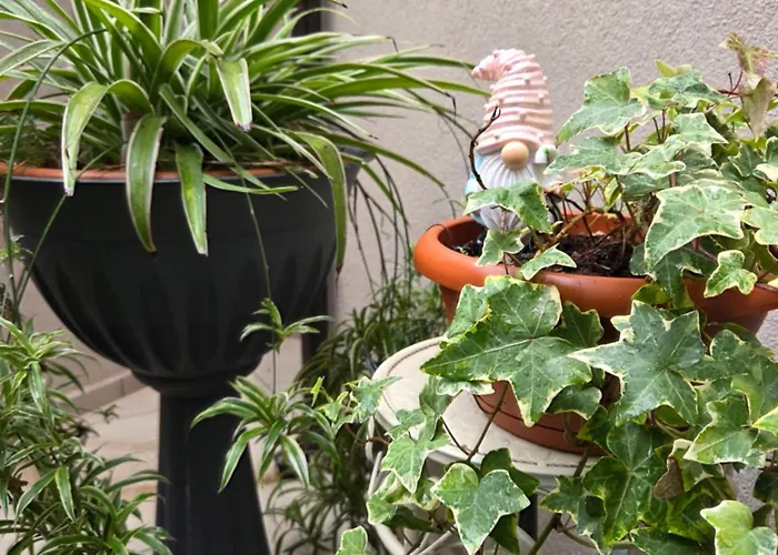 Apartman Teodorico *